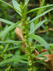 Proserpinaca palustris