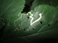 Stigmella aurella
