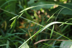 Bromus