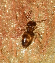 Formicinae