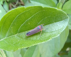 Cicadellinae