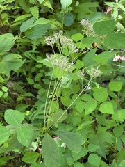 Eutrochium purpureum