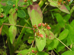 Hypericum virginicum