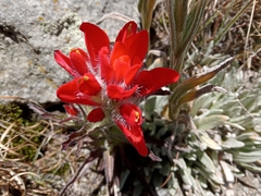 Castilleja scorzonerifolia