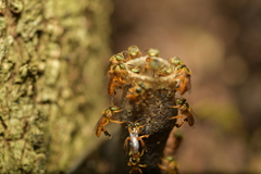 Tetragonisca fiebrigi