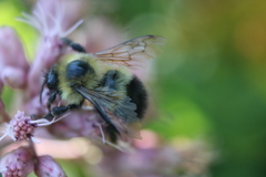 Bombus sandersoni