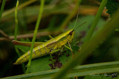 Euthystira brachyptera