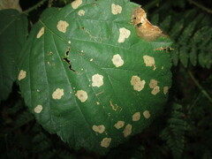 Coleophora potentillae