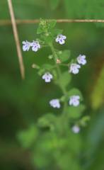 Clinopodium nepeta