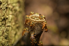 Tetragonisca fiebrigi