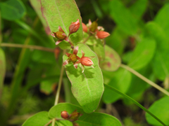 Hypericum virginicum