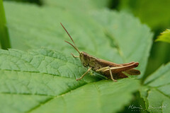 Chorthippus dorsatus