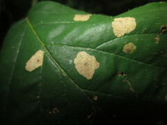 Coleophora potentillae