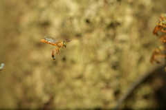 Tetragonisca fiebrigi