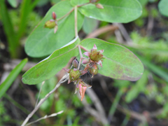 Hypericum virginicum