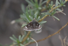 Hesperopsis libya