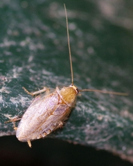 Ectobius vittiventris