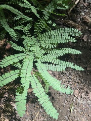 Adiantum pedatum