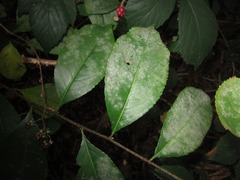 Podosphaera tridactyla