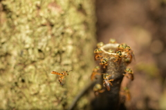 Tetragonisca fiebrigi