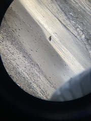Charadriiformes