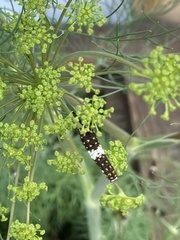 Papilio polyxenes asterius