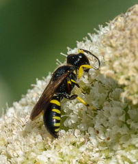 Ectemnius