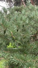 Pinus sylvestris