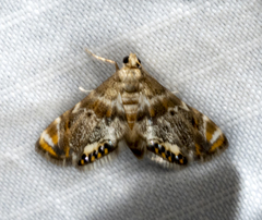 Petrophila fulicalis