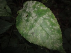 Podosphaera tridactyla