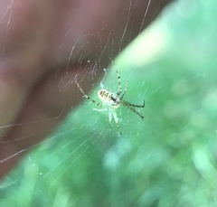 Mangora