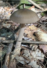 Amanita vaginata