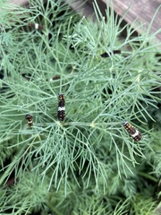 Papilio polyxenes asterius