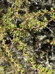Adenostoma fasciculatum