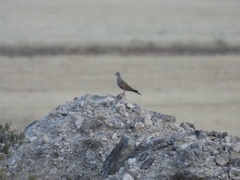 Streptopelia turtur