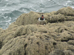Haematopus ostralegus