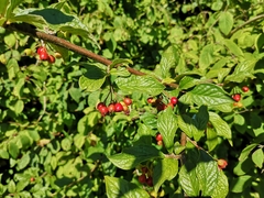Cotoneaster bullatus