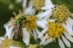 Augochlora pura