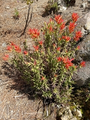 Castilleja tenuiflora