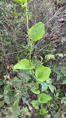 Smilax tamnoides