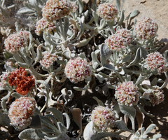 Eriogonum pauciflorum