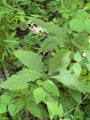 Eutrochium purpureum