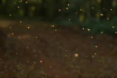 Tetragonisca fiebrigi