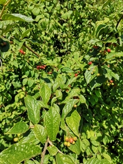 Cotoneaster bullatus