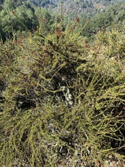 Adenostoma fasciculatum