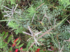 Tephrosia virginiana