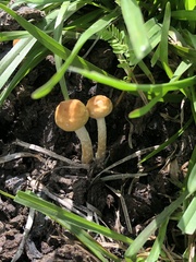 Psilocybe cubensis