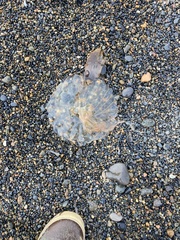 Chrysaora melanaster