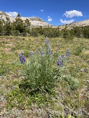 Lupinus covillei