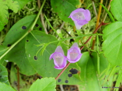 Agalinis tenuifolia